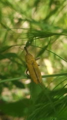 Lixus linearis