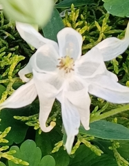 Aquilegia