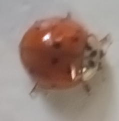Harmonia axyridis