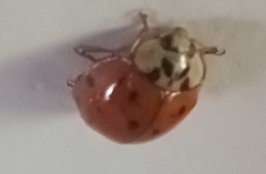 Harmonia axyridis
