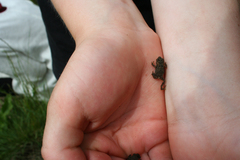 Anaxyrus americanus
