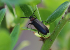 Schizotus cervicalis
