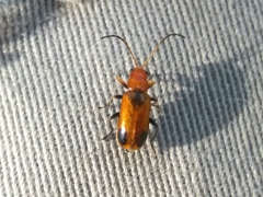 Phyllobrotica adusta