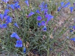 Penstemon heterophyllus australis