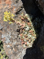 Sedum albomarginatum