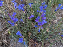 Penstemon heterophyllus australis