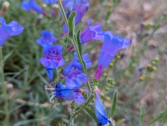 Penstemon heterophyllus australis