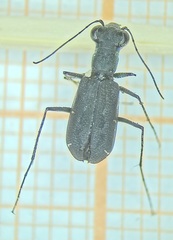 Cicindelina