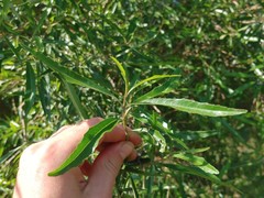 Nuxia oppositifolia