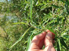 Nuxia oppositifolia