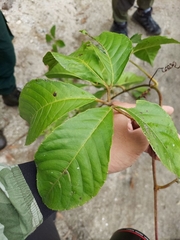 Tetrastigma rumicispermum