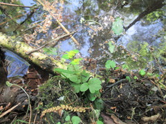 Chrysosplenium serreanum