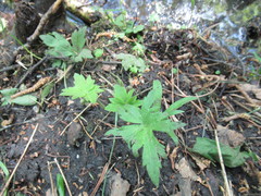 Ranunculus propinquus