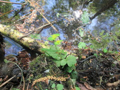 Chrysosplenium serreanum