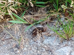 Helix lucorum