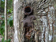 Scaptotrigona bipunctata