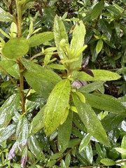 Rhododendron kanehirai