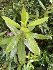 Rhododendron kanehirai