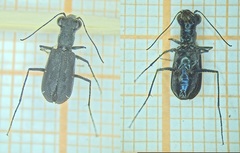 Cicindelina