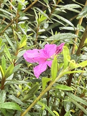 Rhododendron kanehirai