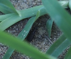 Cicindelina