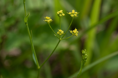 Bupleurum kaoi