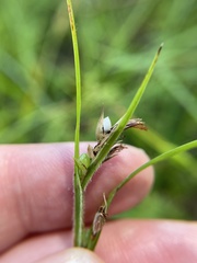 Scleria oligantha