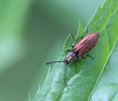 Anostirus purpureus
