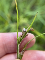 Scleria oligantha