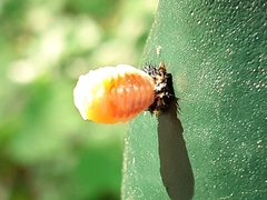 Harmonia axyridis