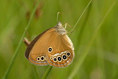 Coenonympha oedippus