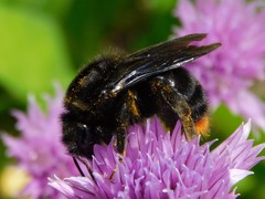 Bombus rupestris
