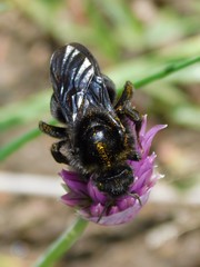 Bombus rupestris