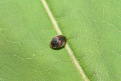 Scymnus subvillosus