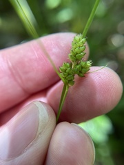 Carex crawei