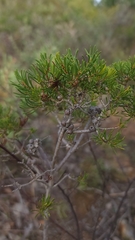 Melaleuca scabra