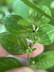 Lithospermum tuberosum