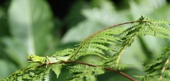 Bronchocela