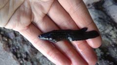 Acanthoclinus fuscus