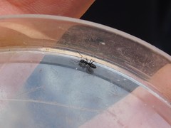 Tapinoma