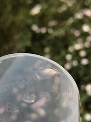 Allygidius abbreviatus