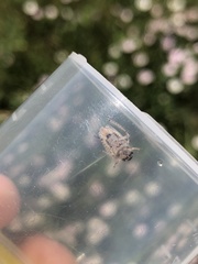 Allygidius abbreviatus