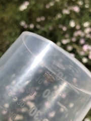 Allygidius abbreviatus