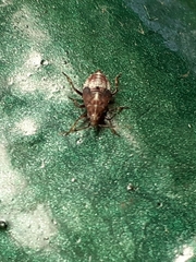 Deraeocoris flavilinea