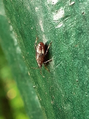 Deraeocoris flavilinea