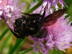 Bombus rupestris