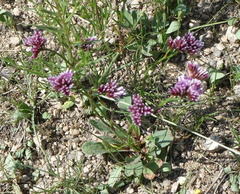 Limonium flexuosum