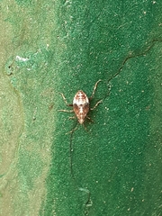 Deraeocoris flavilinea