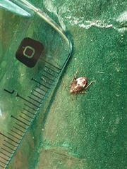 Deraeocoris flavilinea