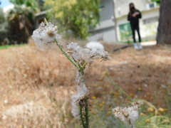 Sonchus oleraceus